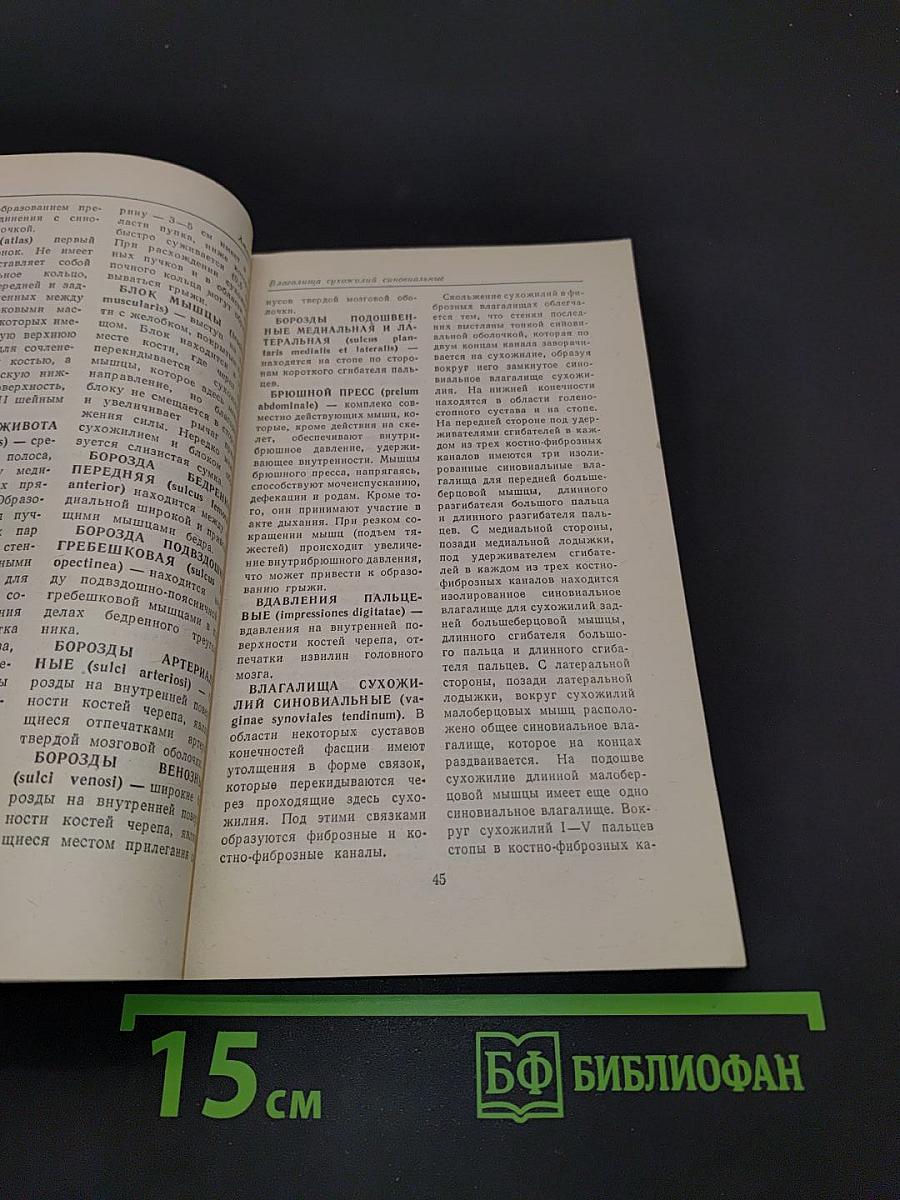 Словарь терминов и понятий по анатомии человека