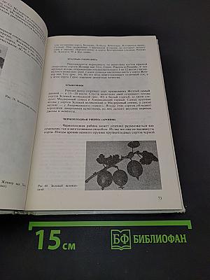 Приусадебный сад