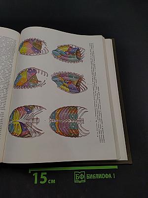 Большая медицинская энциклопедия. Том 12. Криохирургия - Ленегр