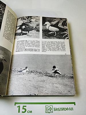 Иллюстрированная энциклопедия птиц