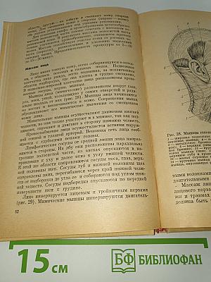 Руководство по лечебному массажу