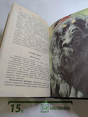 Ваши домашние четвероногие друзья