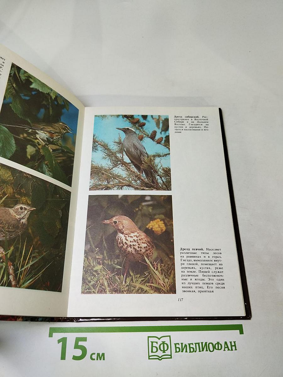 Птицы – наши друзья