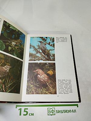 Птицы – наши друзья