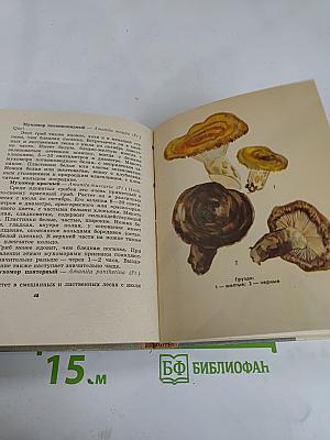 Грибы наших лесов