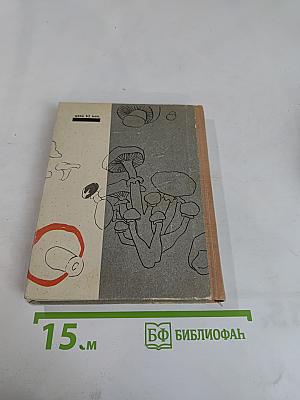 Грибы наших лесов