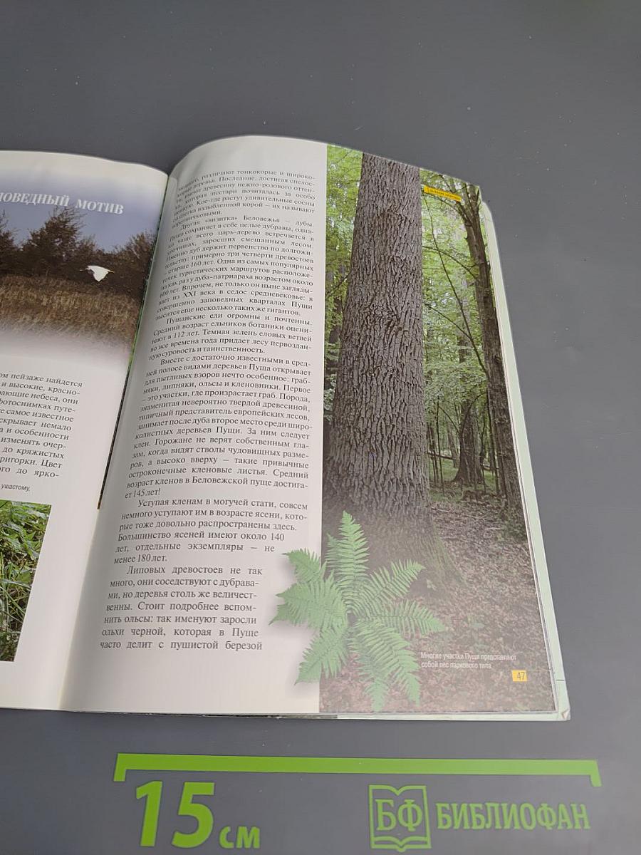 Беловежская пуща. Дыхание природы