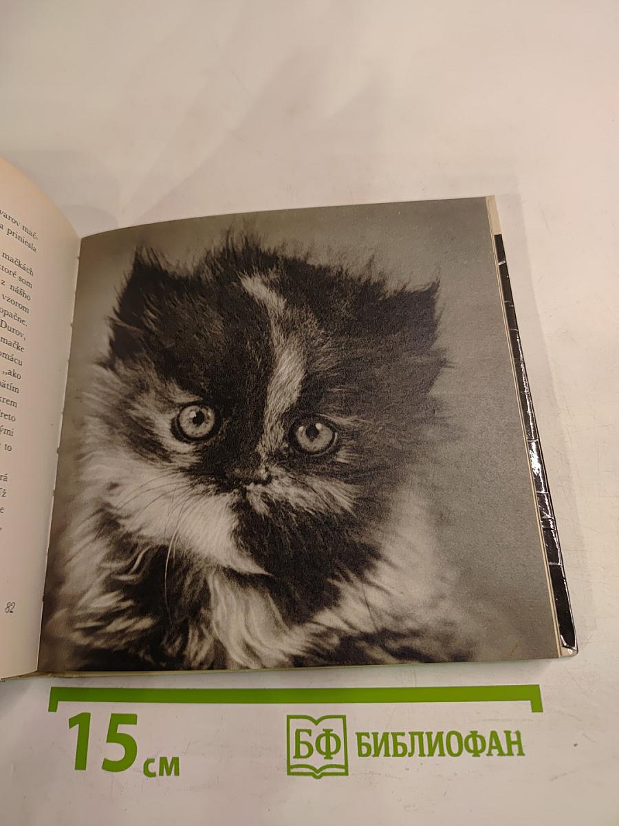 niečo o mačkách..