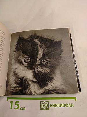 niečo o mačkách..