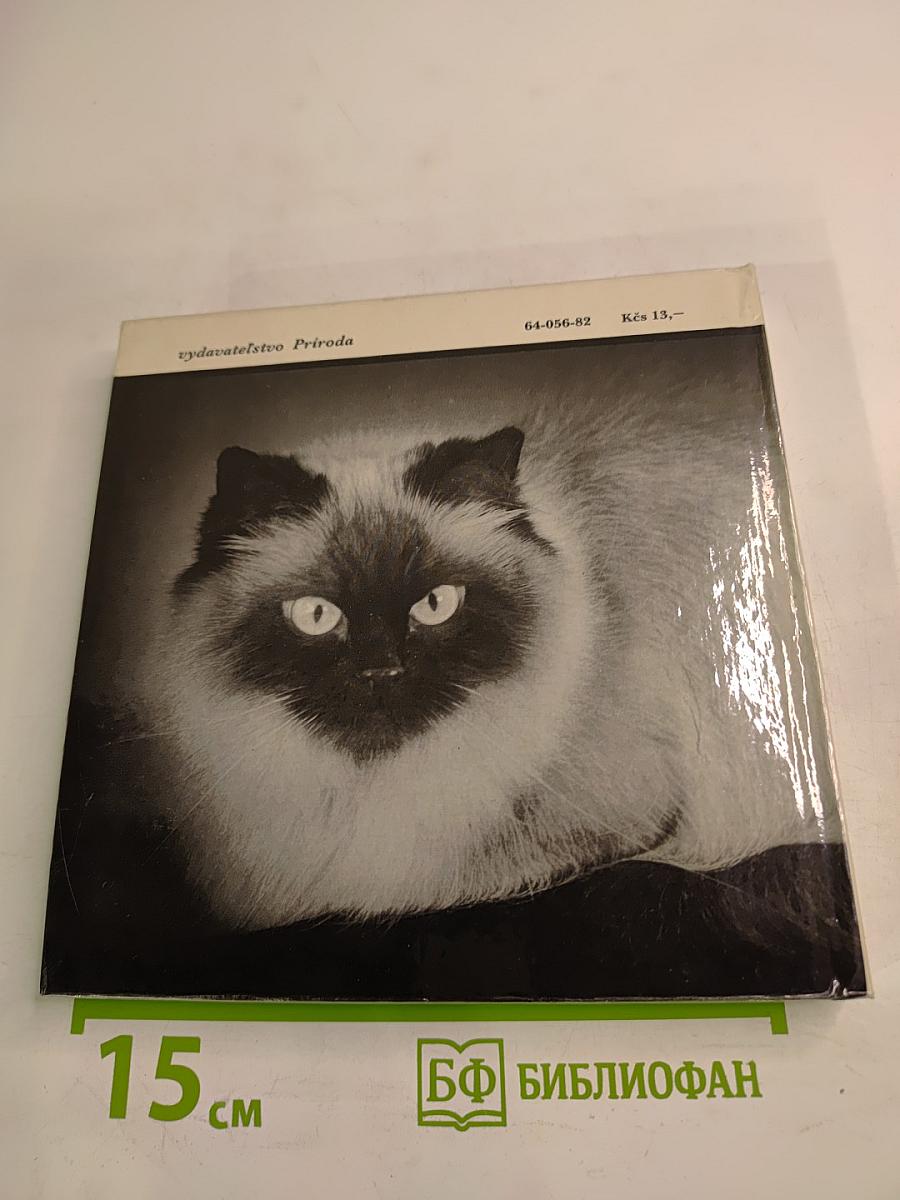 niečo o mačkách..