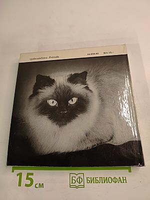 niečo o mačkách..