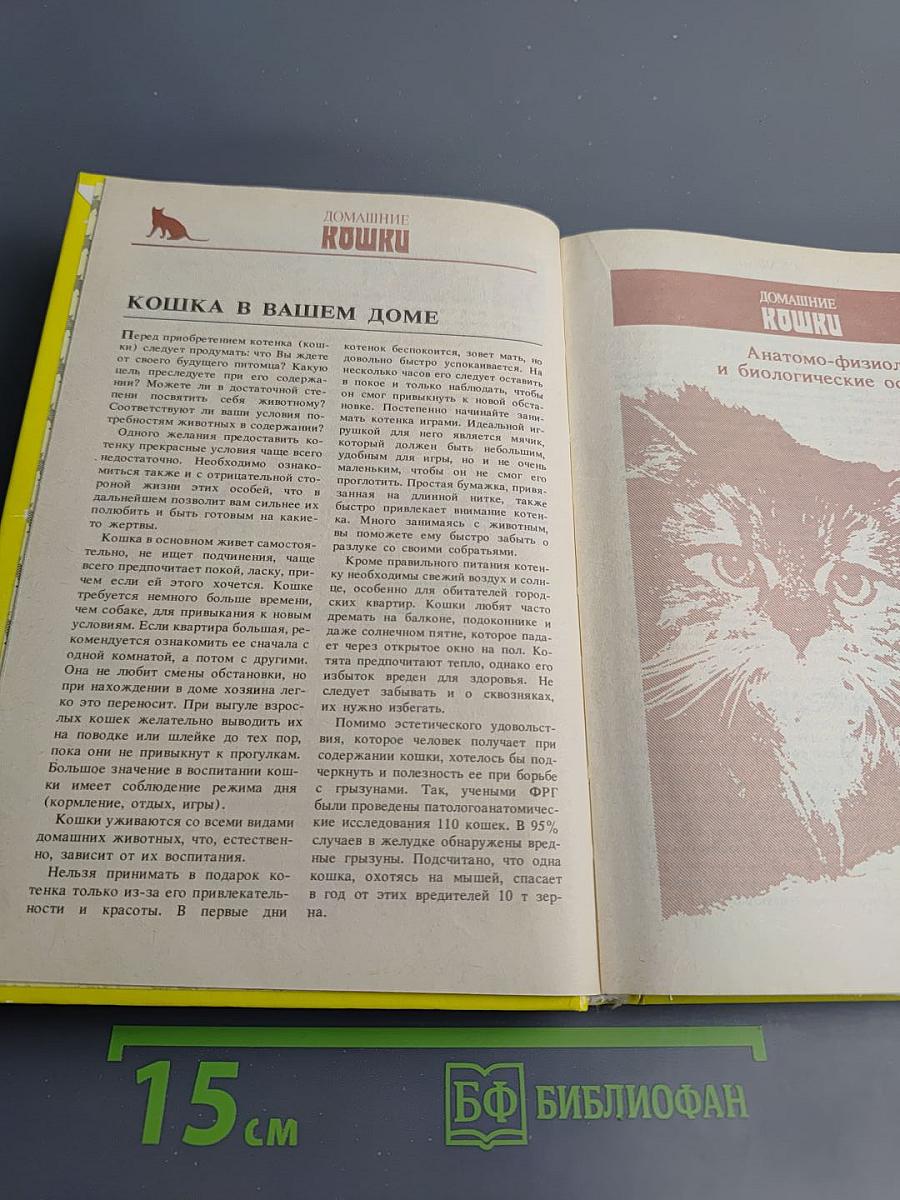 Домашние кошки