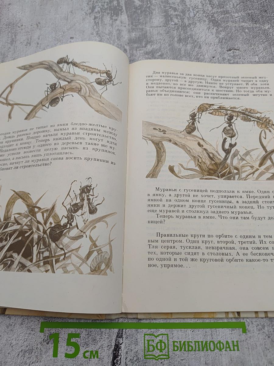 Семерка червей