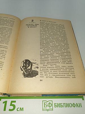 Каланы возвращаются на берег