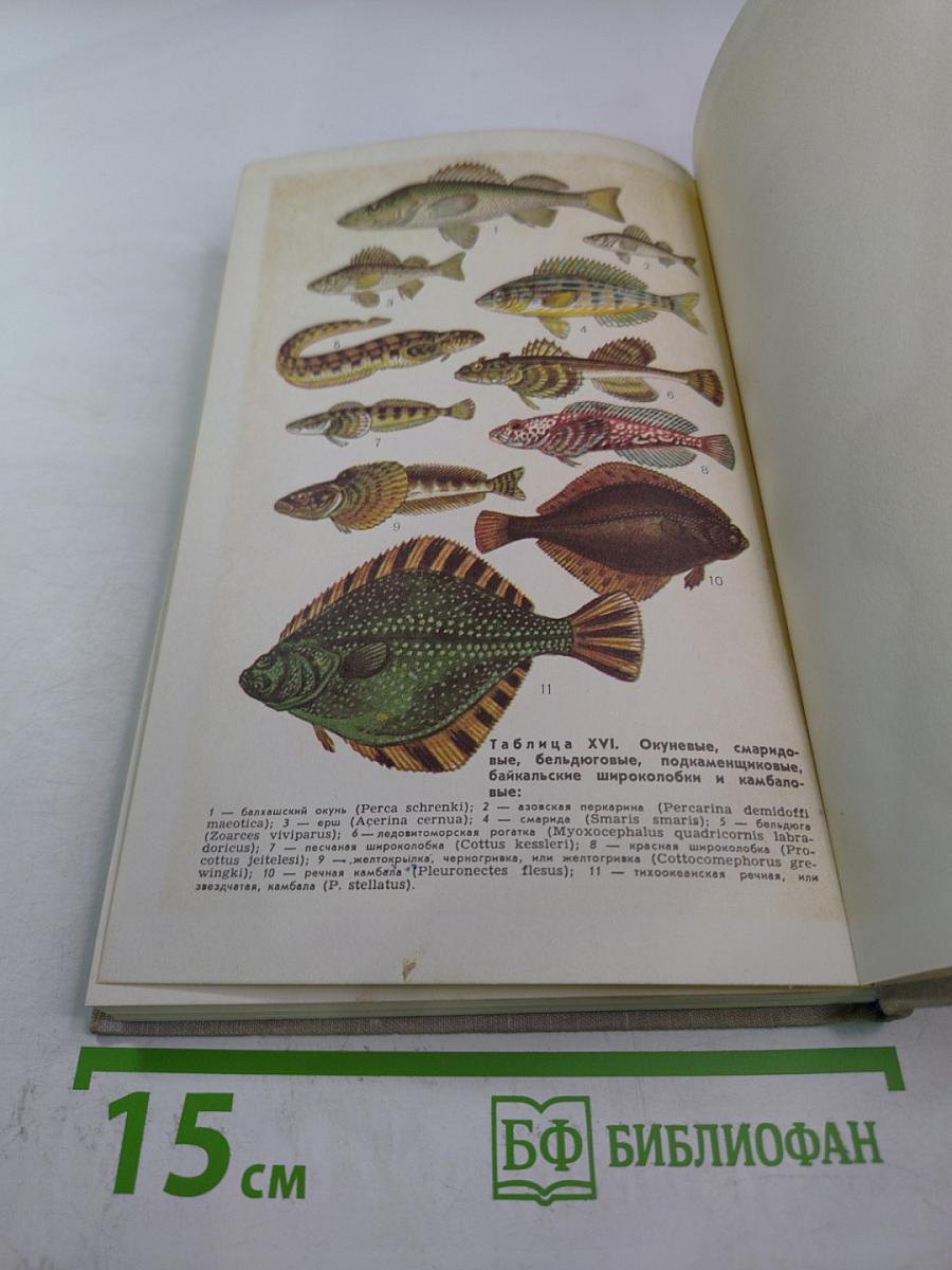 Определитель пресноводных рыб фауны СССР