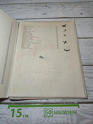 Цветной венок