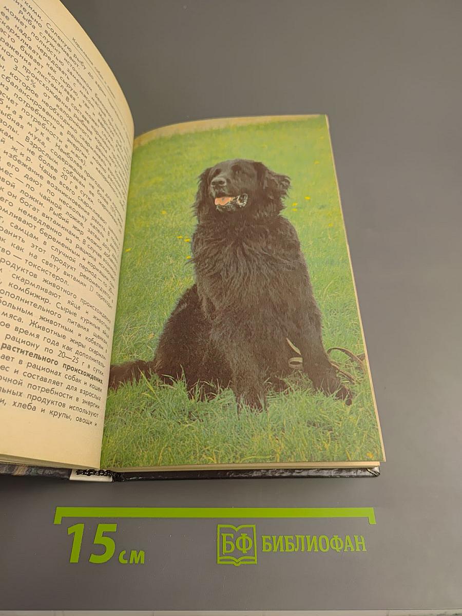 Ваши домашние четвероногие друзья