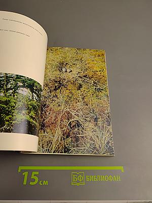 Полярный круг