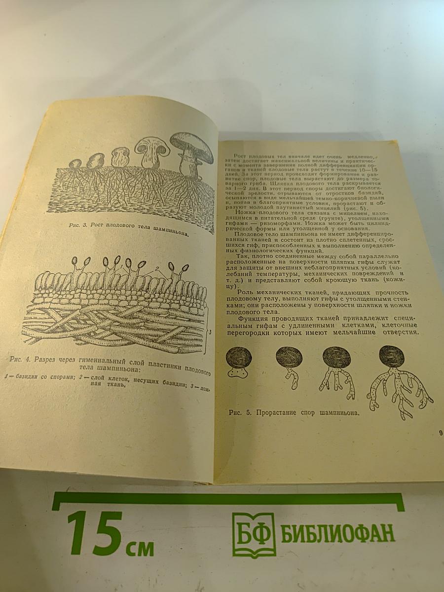 Шампиньоны