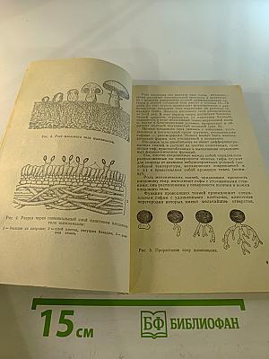 Шампиньоны