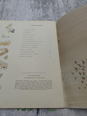 Путешествие к пеликанам