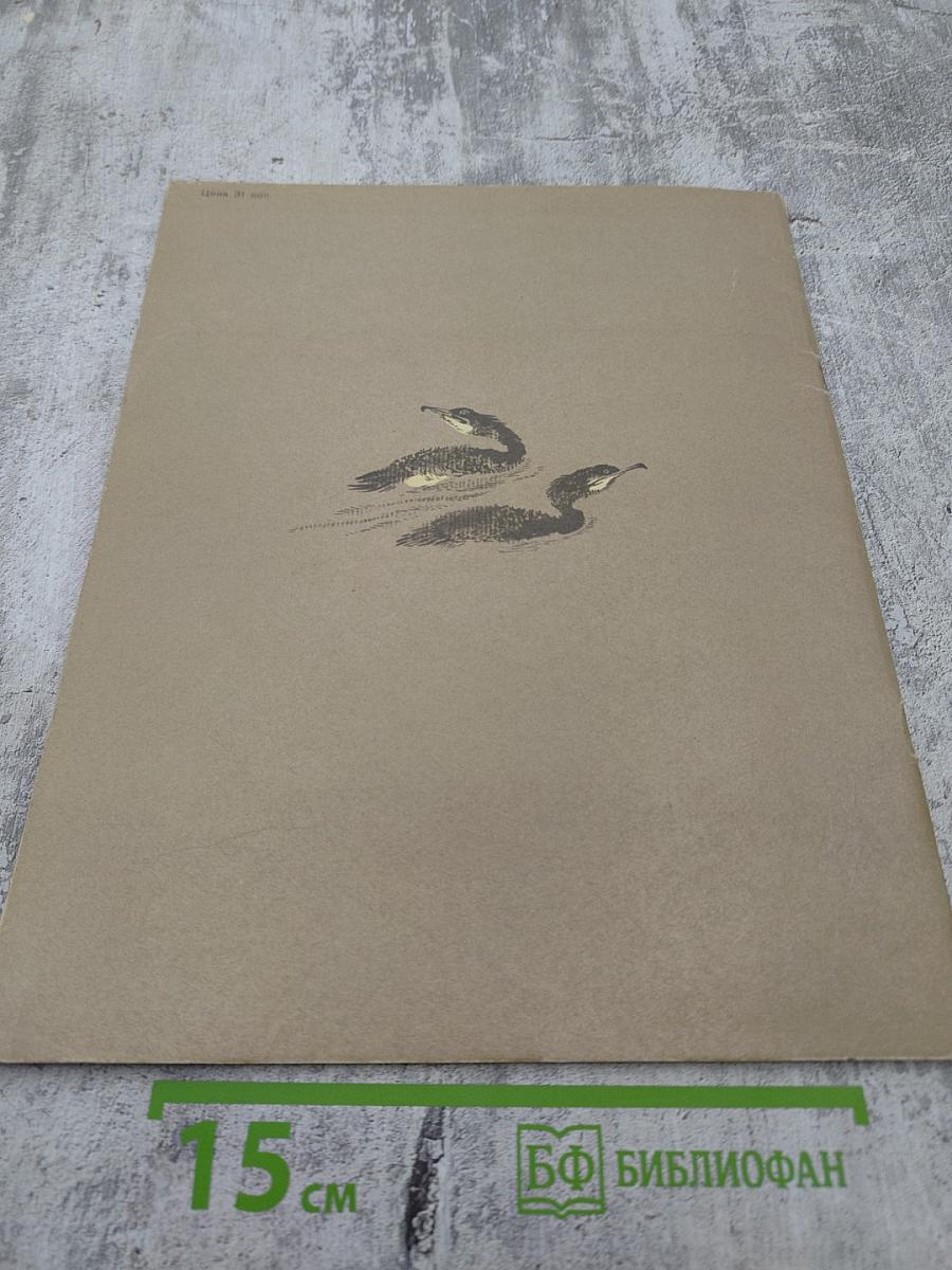 Путешествие к пеликанам