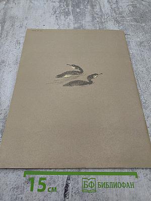 Путешествие к пеликанам