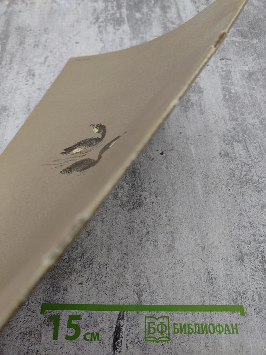 Путешествие к пеликанам