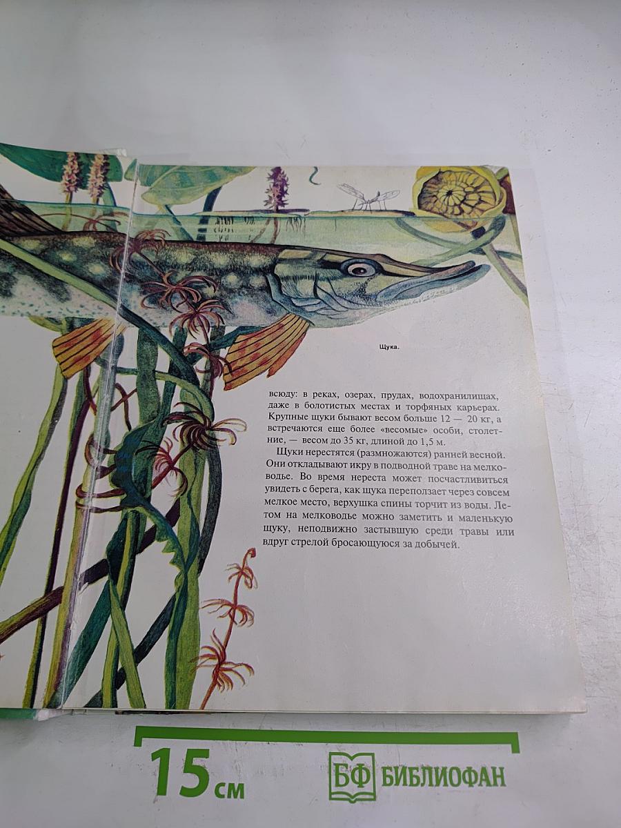 Зоология для всех: Рыбы