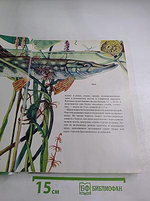 Зоология для всех: Рыбы