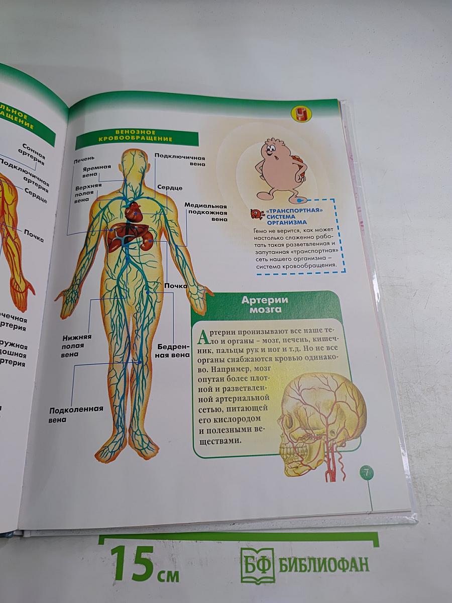 Как устроено Тело Человека 2: Кровообращение