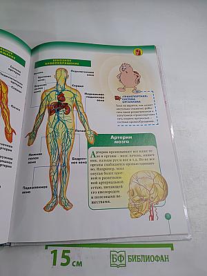 Как устроено Тело Человека 2: Кровообращение