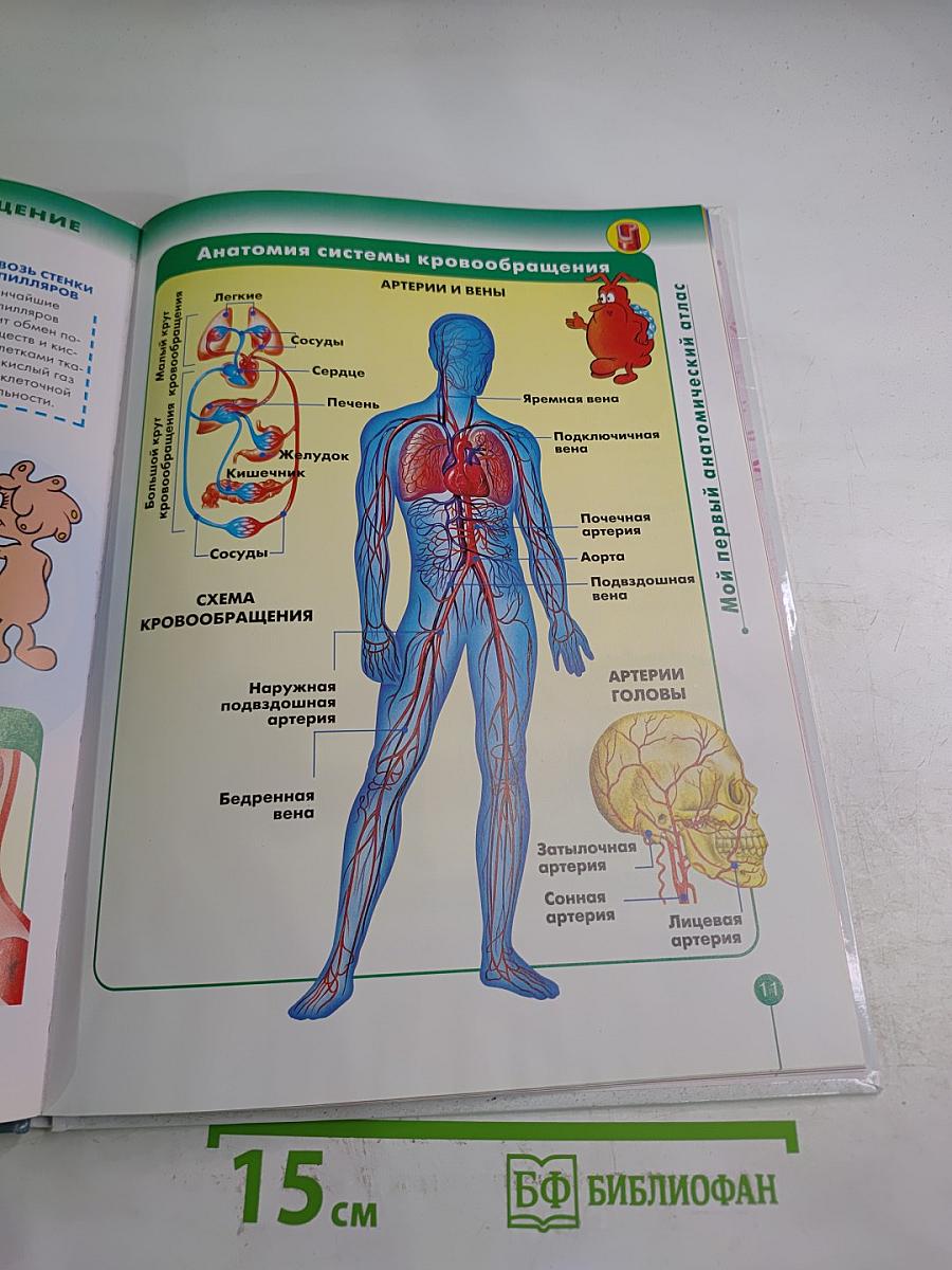 Как устроено Тело Человека 2: Кровообращение