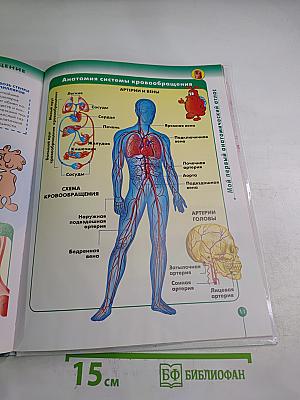 Как устроено Тело Человека 2: Кровообращение