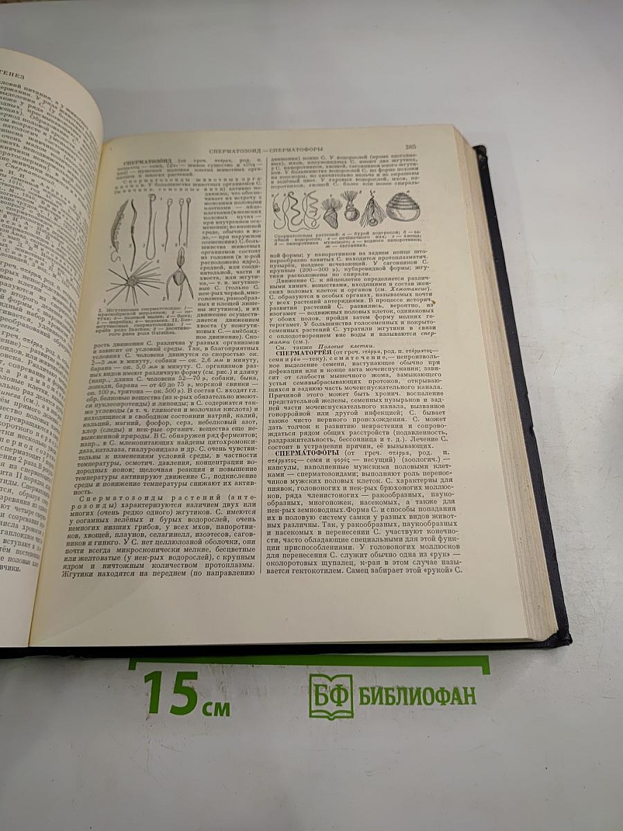 Большая Советская Энциклопедия. Том 40: Сокирки - Стилоспоры