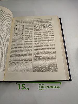 Большая Советская Энциклопедия. Том 40: Сокирки - Стилоспоры