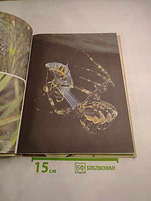 Животные строят