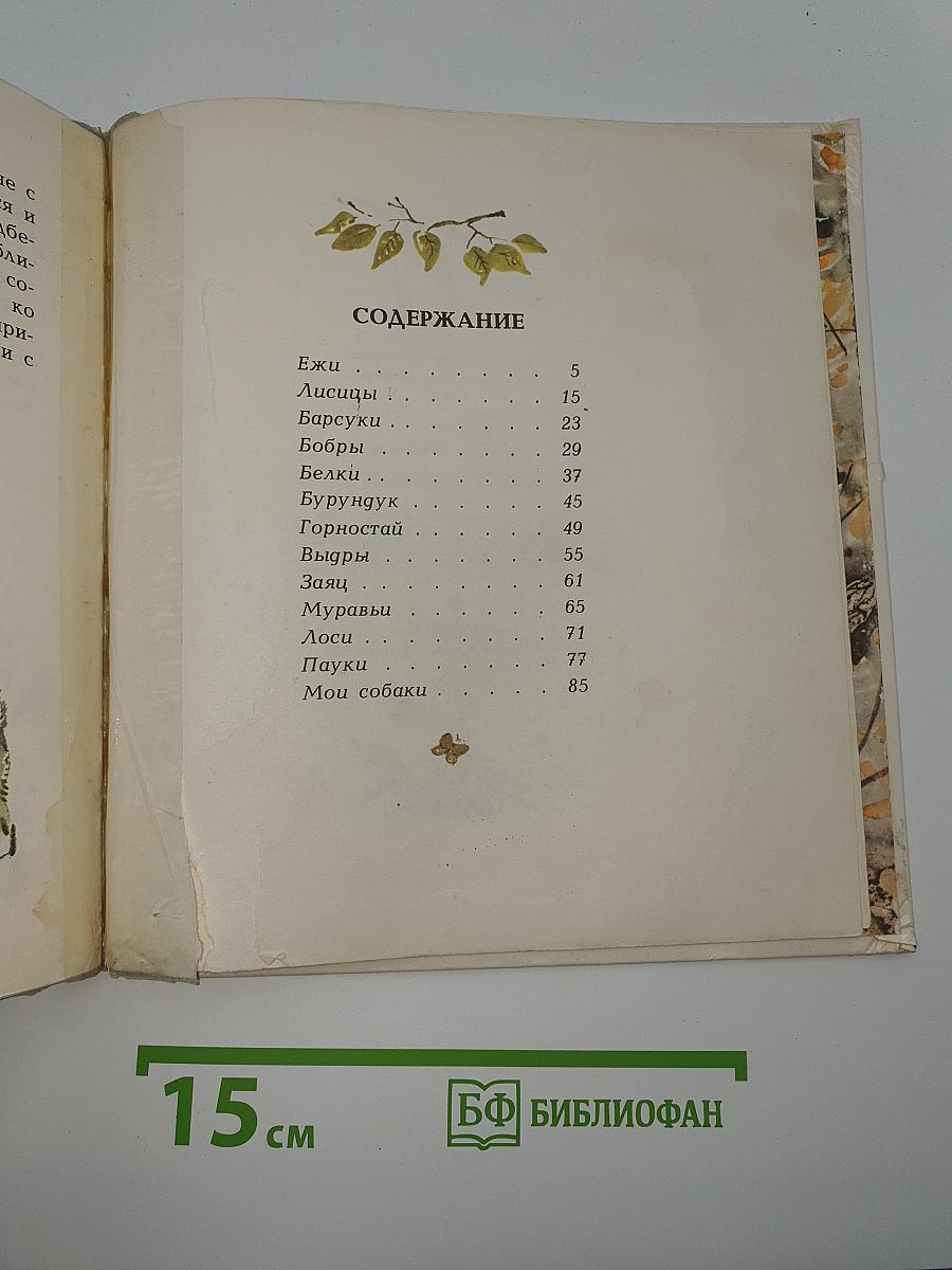 В Лесу