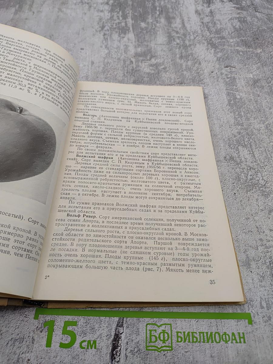 Сорта плодовых деревьев для коллективных и приусадебных садов средней полосы СССР