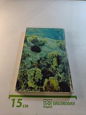 На кромке океана