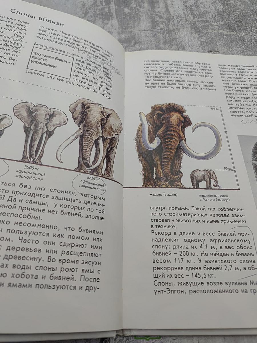 Слоны