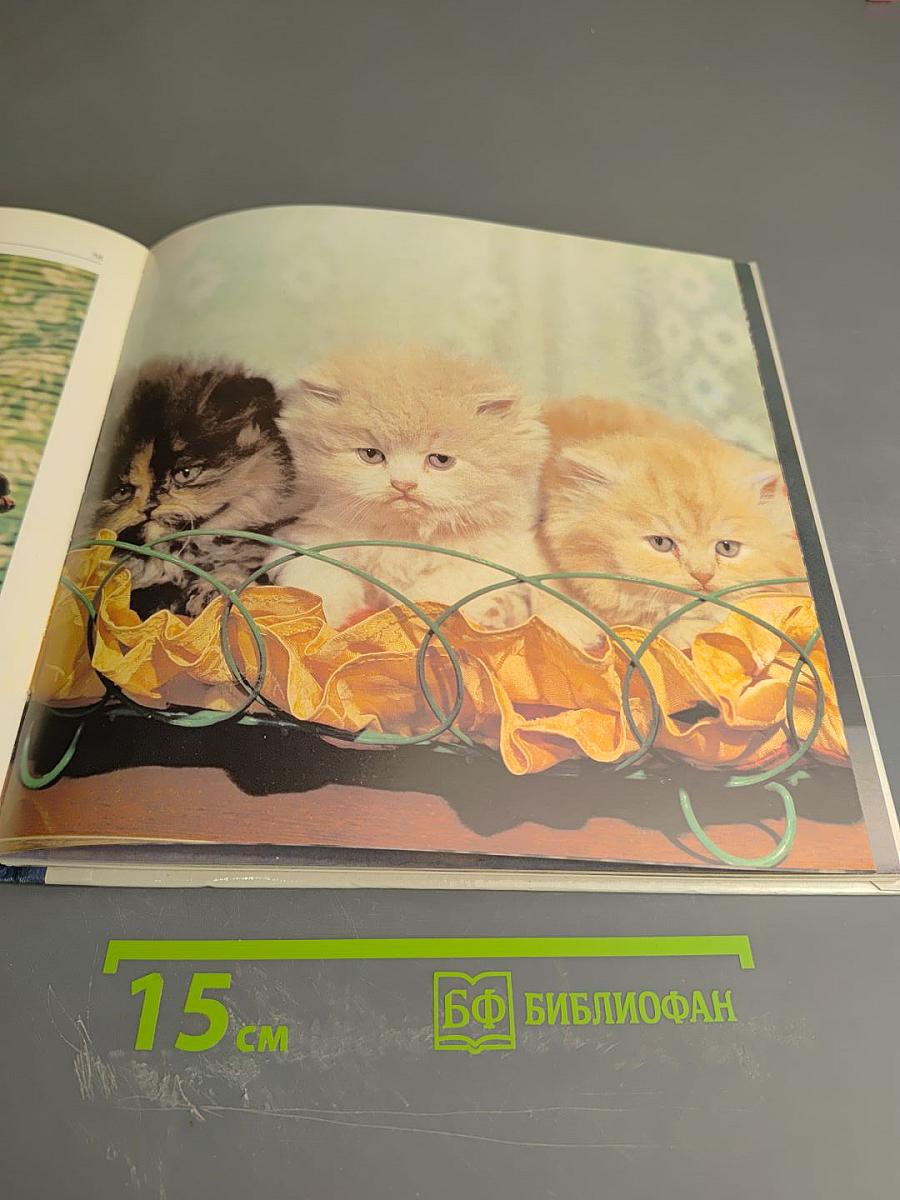 Мой ласковый и нежный зверь