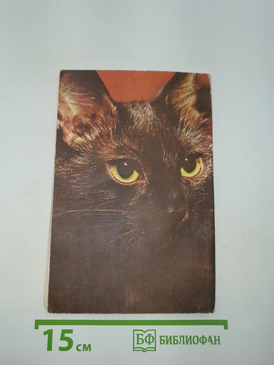 Кошки