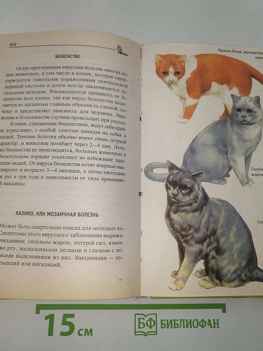 Ваша кошка