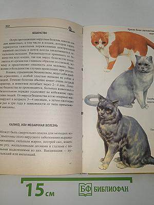 Ваша кошка