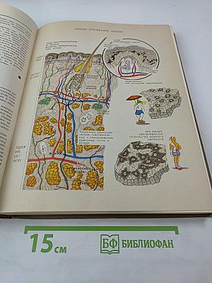 Детская энциклопедия. Том 7. Человек