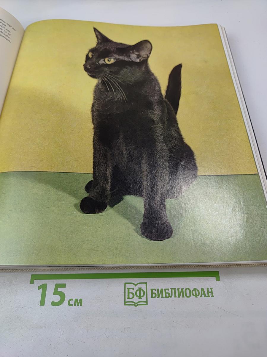 Das große Katzenbuch