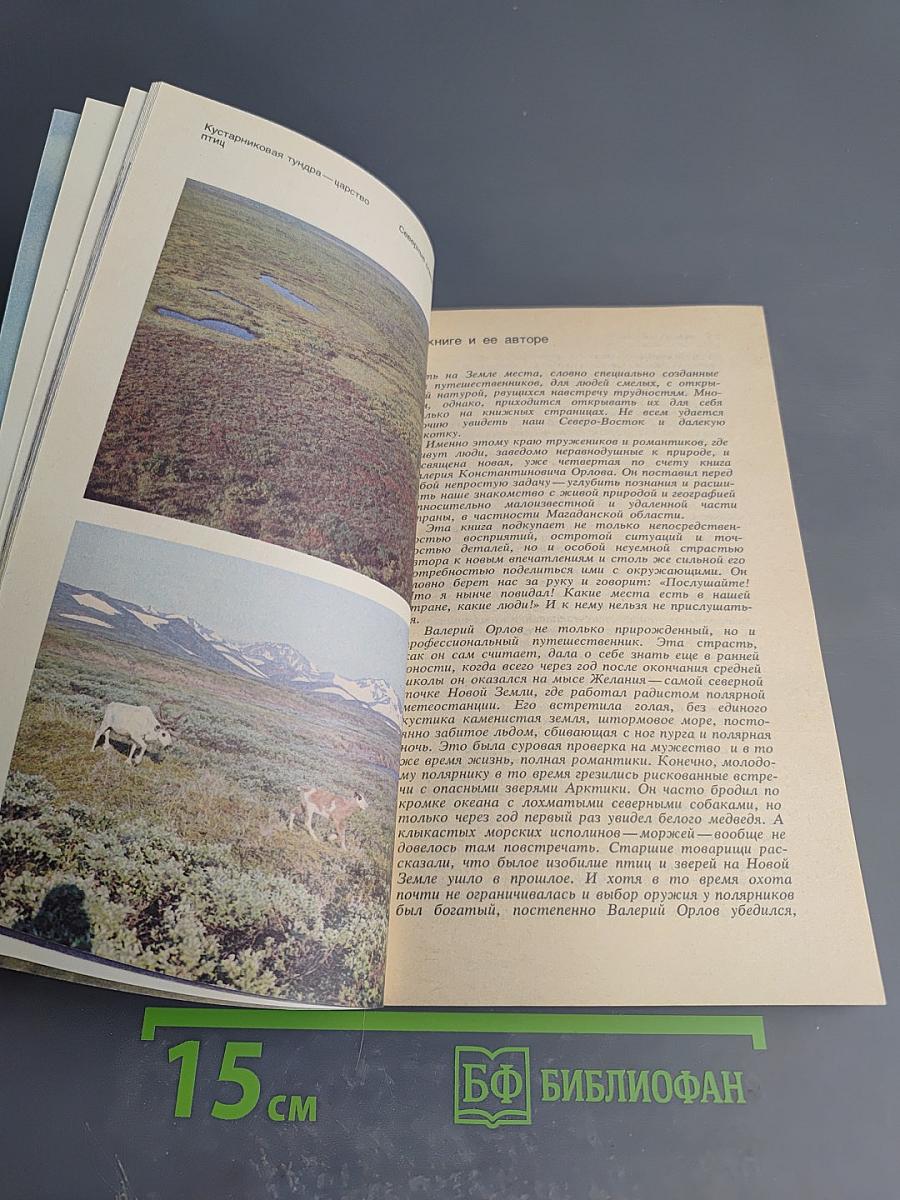 В краю большого медведя