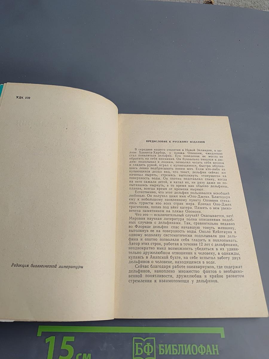 Человек и дельфин