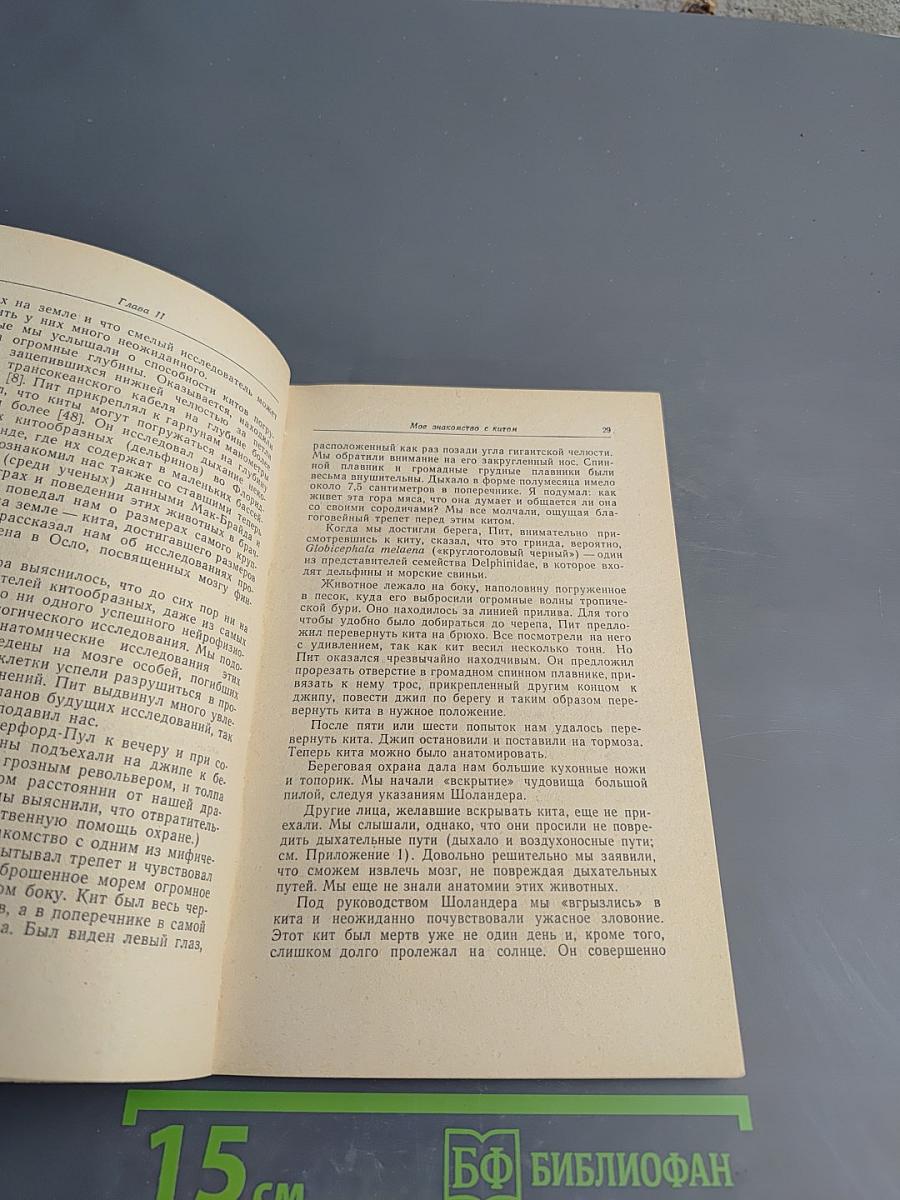 Человек и дельфин